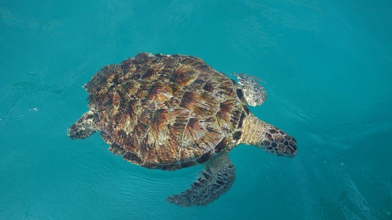 Pulau Redang, en septembre 2015