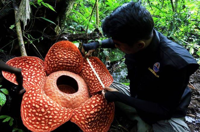 Rafflesia