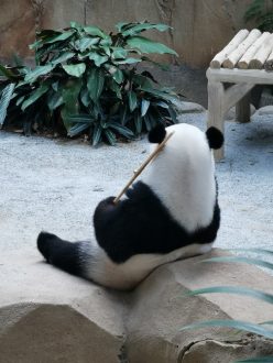 Panda Malaisie