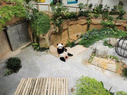 Panda en Malaisie