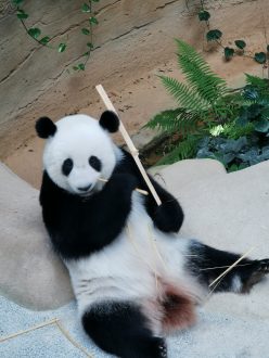 Panda au Zoo de Kuala Lumpur