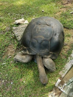 Tortue Zoo de Kuala Lumpur