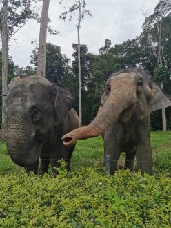 Que faire en Malaisie - Sanctuaire éléphant