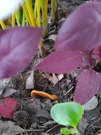 Planter et cultiver du durian