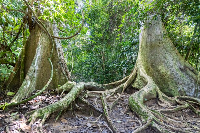 Taman Negara, parc national de Malaisie Arbre tualang au Parc national Malaisie
