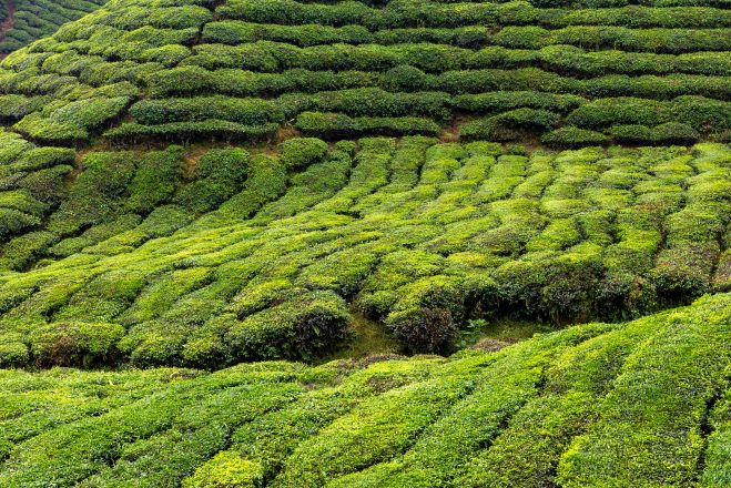 Plantation de thé aux Cameron highlands