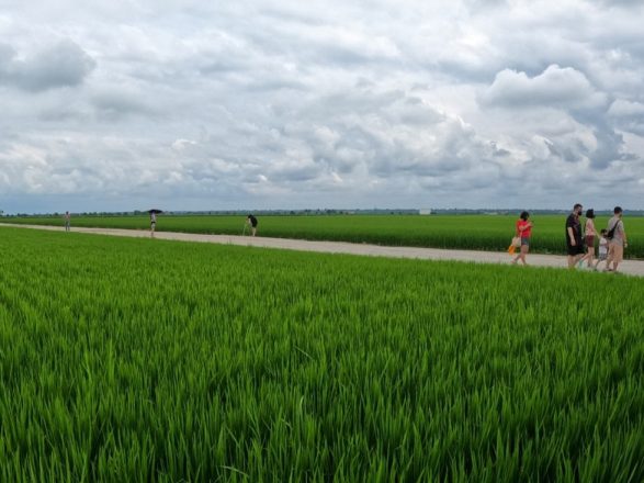 Rizières Kuala Selangor Sekinchan Padi Fields