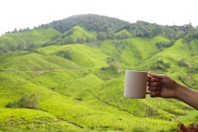 Goûtez au thé de Cameron Highlands