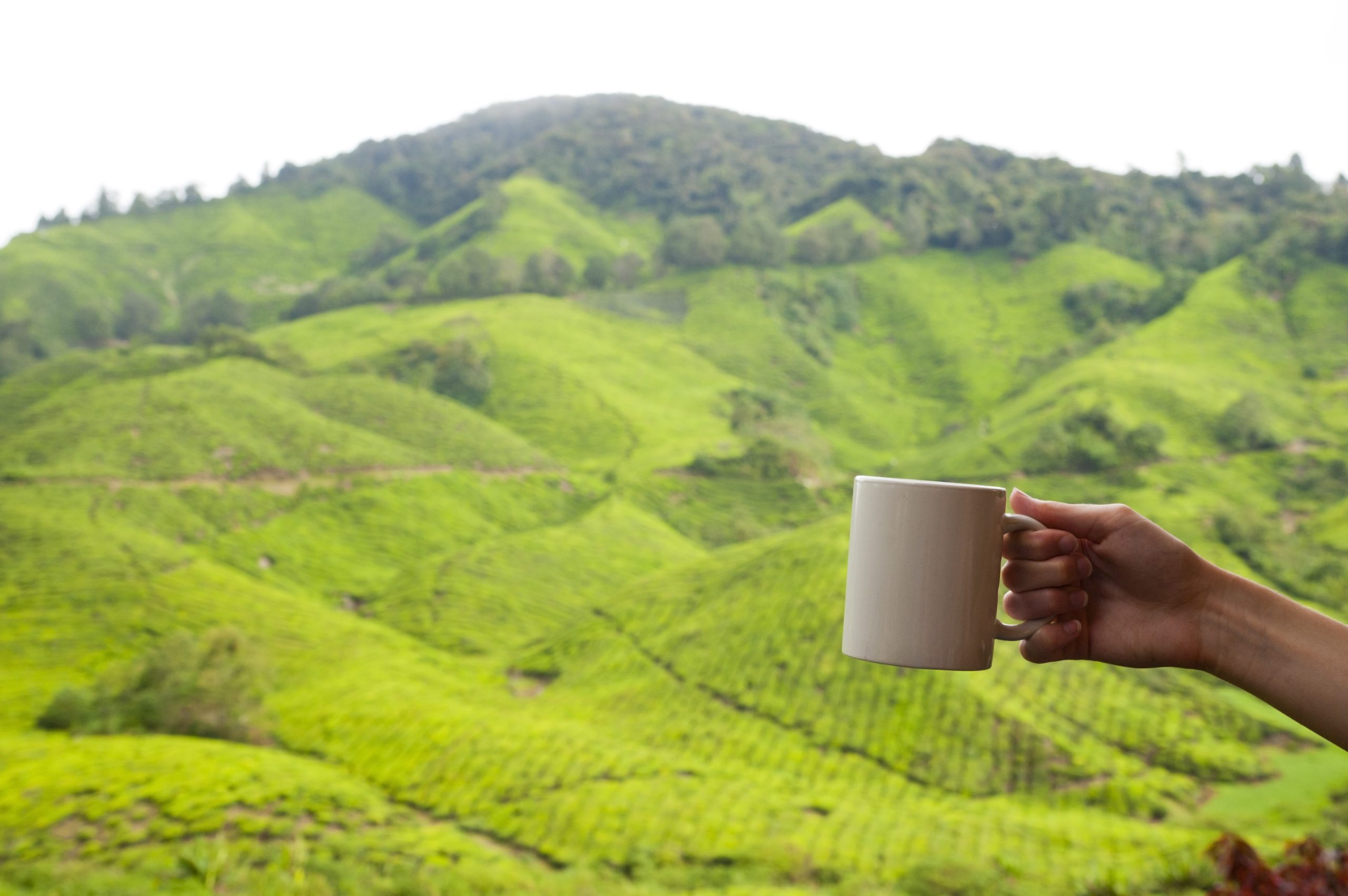 Goûtez au thé de Cameron Highlands